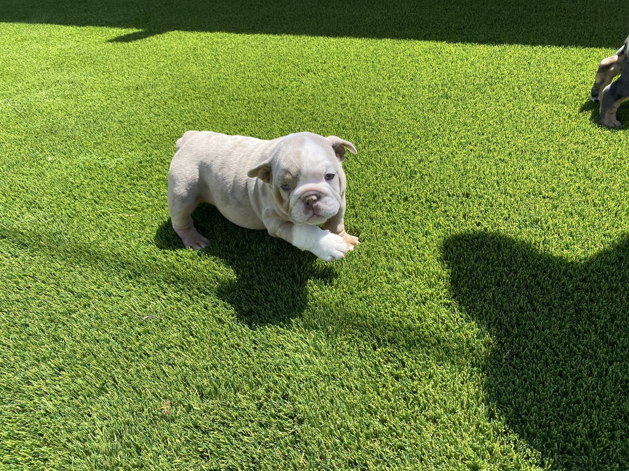Artificial Turf Pet Area Installation
